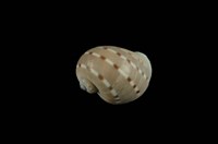 藏品(蝴蝶玉螺)的圖片